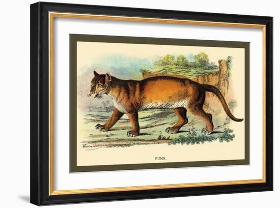 Puma-Sir William Jardine-Framed Art Print