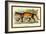 Puma-Sir William Jardine-Framed Art Print