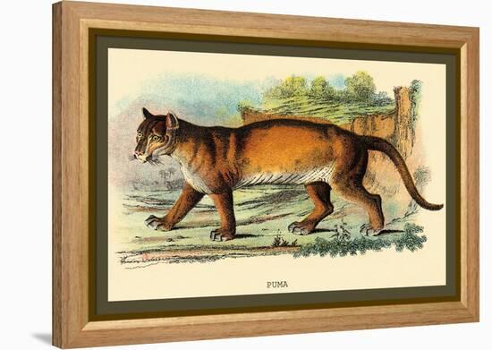 Puma-Sir William Jardine-Framed Stretched Canvas