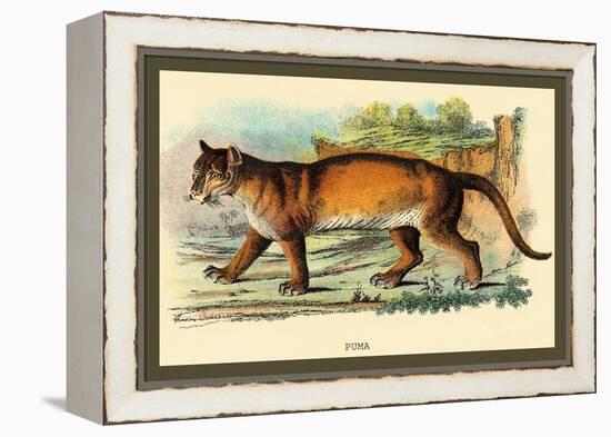 Puma-Sir William Jardine-Framed Stretched Canvas