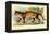 Puma-Sir William Jardine-Framed Stretched Canvas