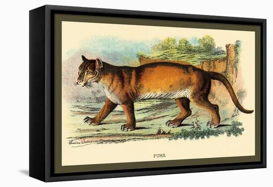 Puma-Sir William Jardine-Framed Stretched Canvas