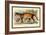 Puma-Sir William Jardine-Framed Art Print