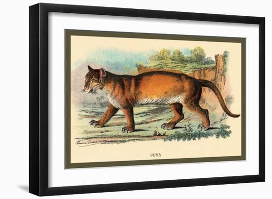 Puma-Sir William Jardine-Framed Art Print