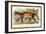 Puma-Sir William Jardine-Framed Art Print