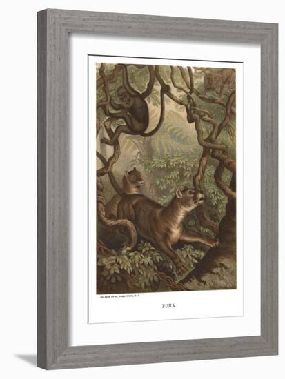 Puma-null-Framed Art Print