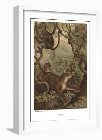 Puma-null-Framed Art Print