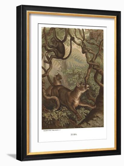 Puma-null-Framed Art Print