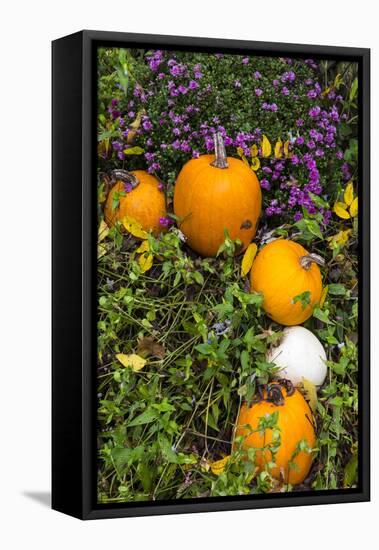 Pumpkin Display at the Historic Story Inn, Autumn, Story, Indiana, USA-Chuck Haney-Framed Premier Image Canvas