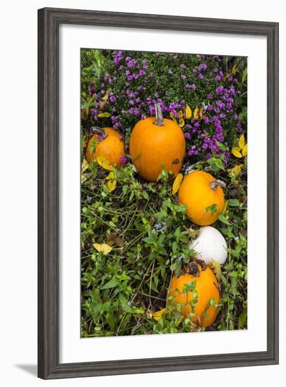 Pumpkin Display at the Historic Story Inn, Autumn, Story, Indiana, USA-Chuck Haney-Framed Photographic Print