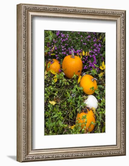 Pumpkin Display at the Historic Story Inn, Autumn, Story, Indiana, USA-Chuck Haney-Framed Photographic Print