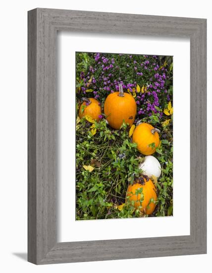 Pumpkin Display at the Historic Story Inn, Autumn, Story, Indiana, USA-Chuck Haney-Framed Photographic Print