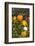 Pumpkin Display at the Historic Story Inn, Autumn, Story, Indiana, USA-Chuck Haney-Framed Photographic Print