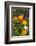 Pumpkin Display at the Historic Story Inn, Autumn, Story, Indiana, USA-Chuck Haney-Framed Photographic Print