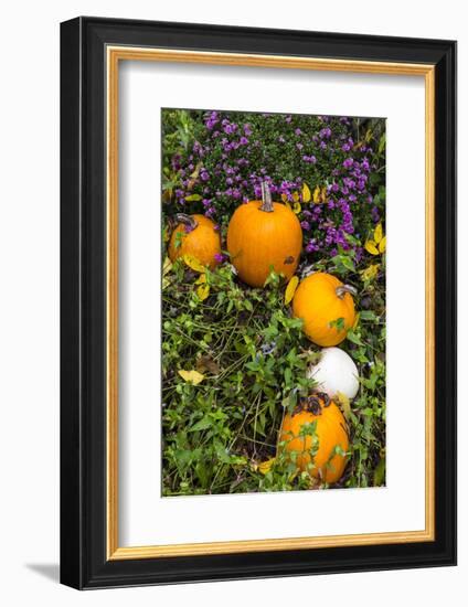 Pumpkin Display at the Historic Story Inn, Autumn, Story, Indiana, USA-Chuck Haney-Framed Photographic Print