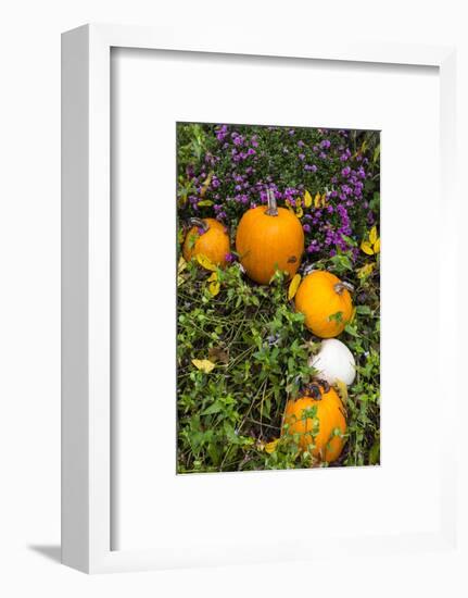 Pumpkin Display at the Historic Story Inn, Autumn, Story, Indiana, USA-Chuck Haney-Framed Photographic Print