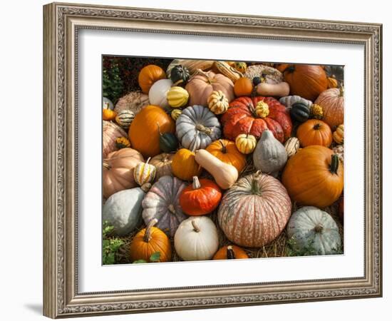 Pumpkin Display for Fall Festival-Richard T. Nowitz-Framed Photographic Print