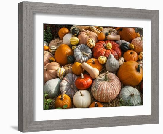 Pumpkin Display for Fall Festival-Richard T. Nowitz-Framed Photographic Print