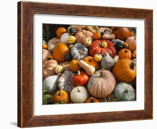 Pumpkin Display for Fall Festival-Richard T. Nowitz-Framed Photographic Print