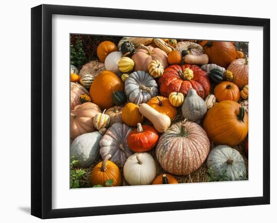 Pumpkin Display for Fall Festival-Richard T. Nowitz-Framed Photographic Print