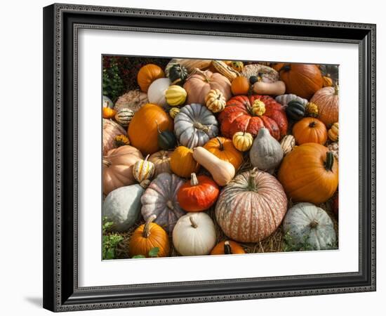 Pumpkin Display for Fall Festival-Richard T. Nowitz-Framed Photographic Print