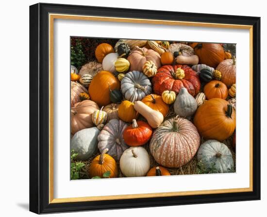 Pumpkin Display for Fall Festival-Richard T. Nowitz-Framed Photographic Print