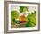 Pumpkin, Hokkaido Pumpkin-Axel Killian-Framed Photographic Print