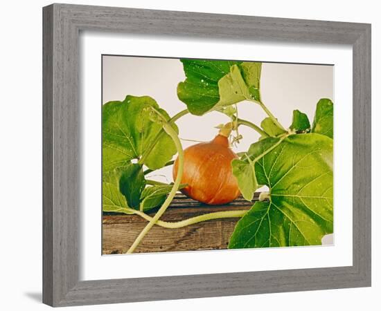 Pumpkin, Hokkaido Pumpkin-Axel Killian-Framed Photographic Print