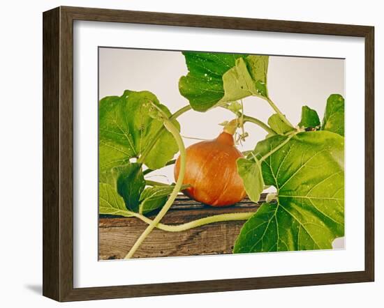 Pumpkin, Hokkaido Pumpkin-Axel Killian-Framed Photographic Print