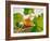 Pumpkin, Hokkaido Pumpkin-Axel Killian-Framed Photographic Print