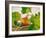 Pumpkin, Hokkaido Pumpkin-Axel Killian-Framed Photographic Print