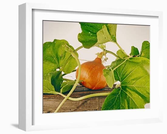 Pumpkin, Hokkaido Pumpkin-Axel Killian-Framed Photographic Print