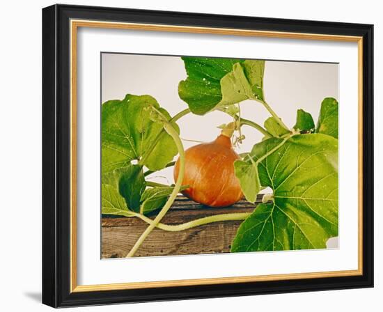 Pumpkin, Hokkaido Pumpkin-Axel Killian-Framed Photographic Print