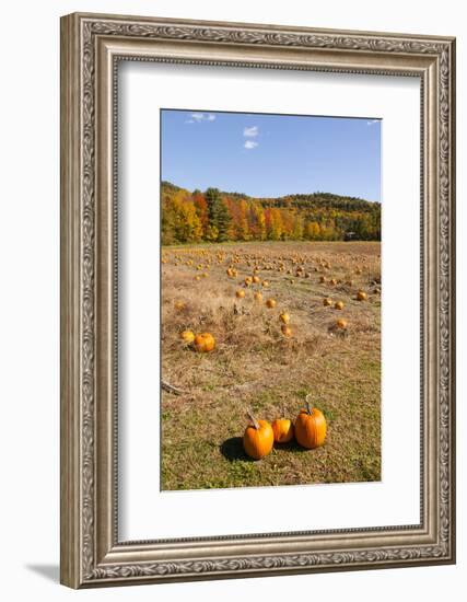 Pumpkin patch and autumn leaves in Vermont countryside, USA-Kristin Piljay-Framed Photographic Print