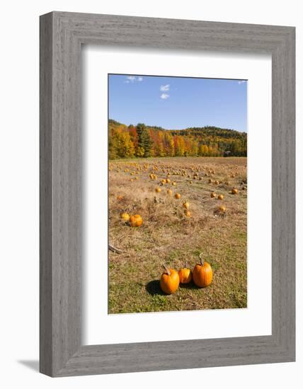 Pumpkin patch and autumn leaves in Vermont countryside, USA-Kristin Piljay-Framed Photographic Print