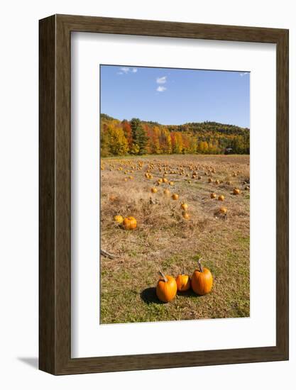 Pumpkin patch and autumn leaves in Vermont countryside, USA-Kristin Piljay-Framed Photographic Print