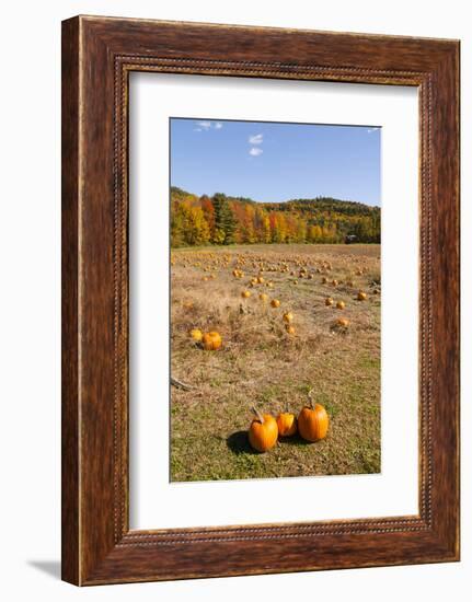 Pumpkin patch and autumn leaves in Vermont countryside, USA-Kristin Piljay-Framed Photographic Print