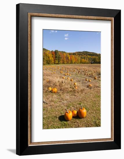 Pumpkin patch and autumn leaves in Vermont countryside, USA-Kristin Piljay-Framed Photographic Print