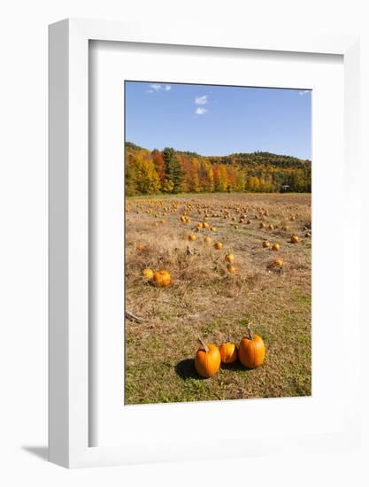 Pumpkin patch and autumn leaves in Vermont countryside, USA-Kristin Piljay-Framed Photographic Print