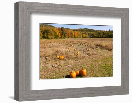 Pumpkin patch and autumn leaves in Vermont countryside, USA-Kristin Piljay-Framed Photographic Print