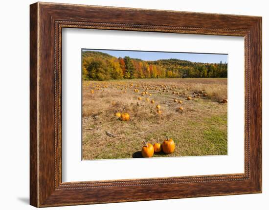 Pumpkin patch and autumn leaves in Vermont countryside, USA-Kristin Piljay-Framed Photographic Print