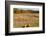 Pumpkin patch and autumn leaves in Vermont countryside, USA-Kristin Piljay-Framed Photographic Print