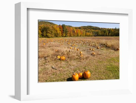 Pumpkin patch and autumn leaves in Vermont countryside, USA-Kristin Piljay-Framed Photographic Print