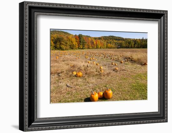 Pumpkin patch and autumn leaves in Vermont countryside, USA-Kristin Piljay-Framed Photographic Print