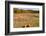 Pumpkin patch and autumn leaves in Vermont countryside, USA-Kristin Piljay-Framed Photographic Print