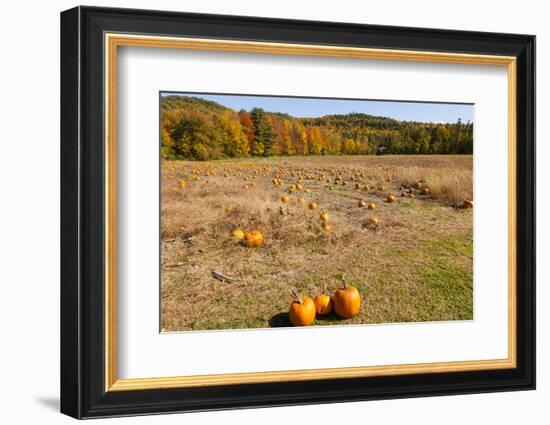 Pumpkin patch and autumn leaves in Vermont countryside, USA-Kristin Piljay-Framed Photographic Print