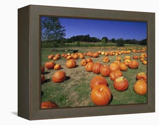 Pumpkin Patch, CA-Mitch Diamond-Framed Premier Image Canvas