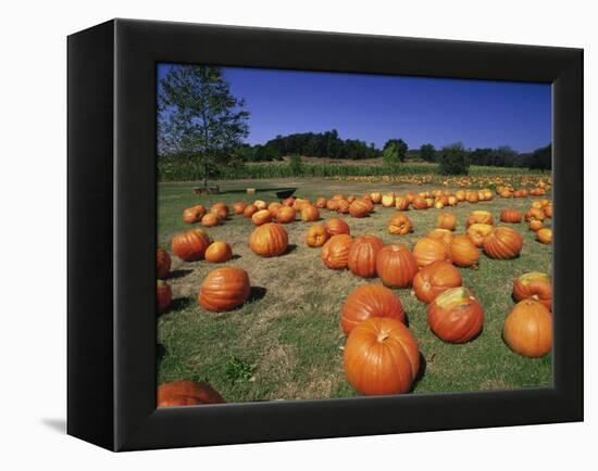 Pumpkin Patch, CA-Mitch Diamond-Framed Premier Image Canvas