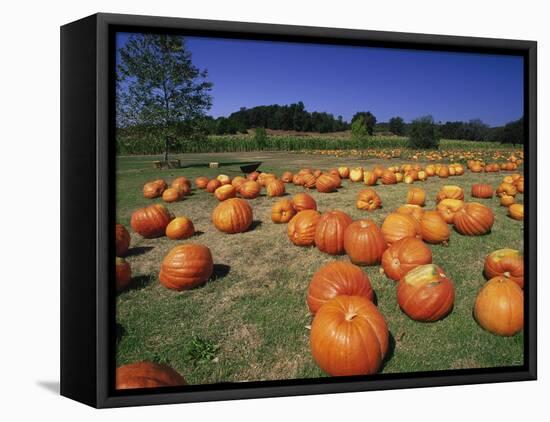 Pumpkin Patch, CA-Mitch Diamond-Framed Premier Image Canvas