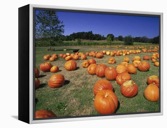 Pumpkin Patch, CA-Mitch Diamond-Framed Premier Image Canvas